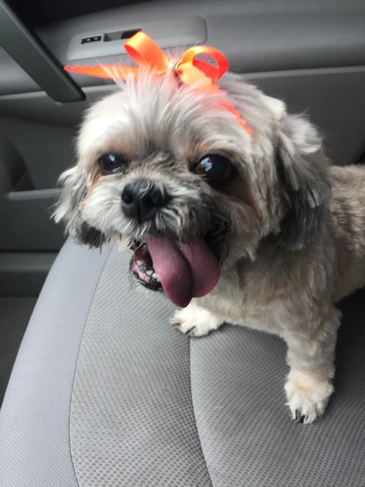Lost dog in Cape Coral, FL, 33909