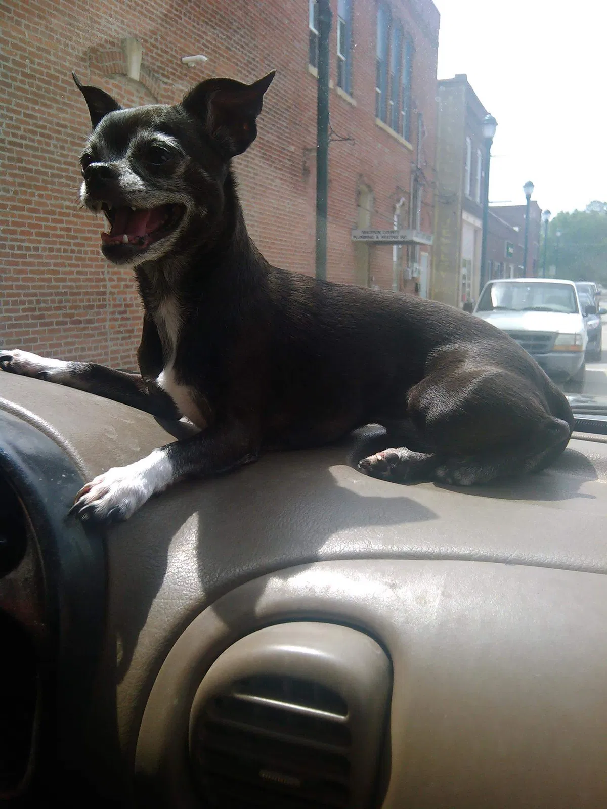 Lost dog in Des Moines, IA, 50312