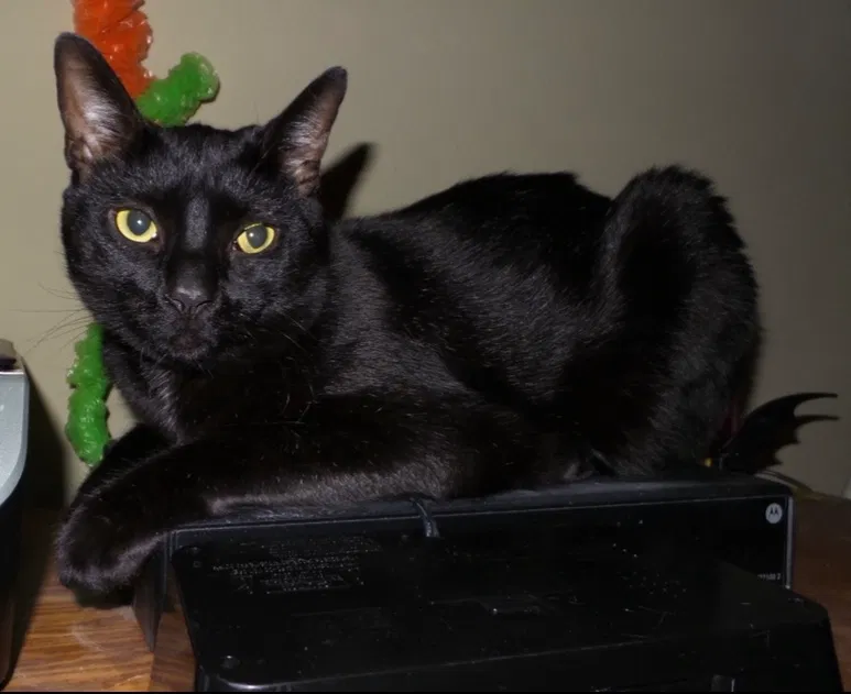Lost cat in Port Richey, FL, 34668