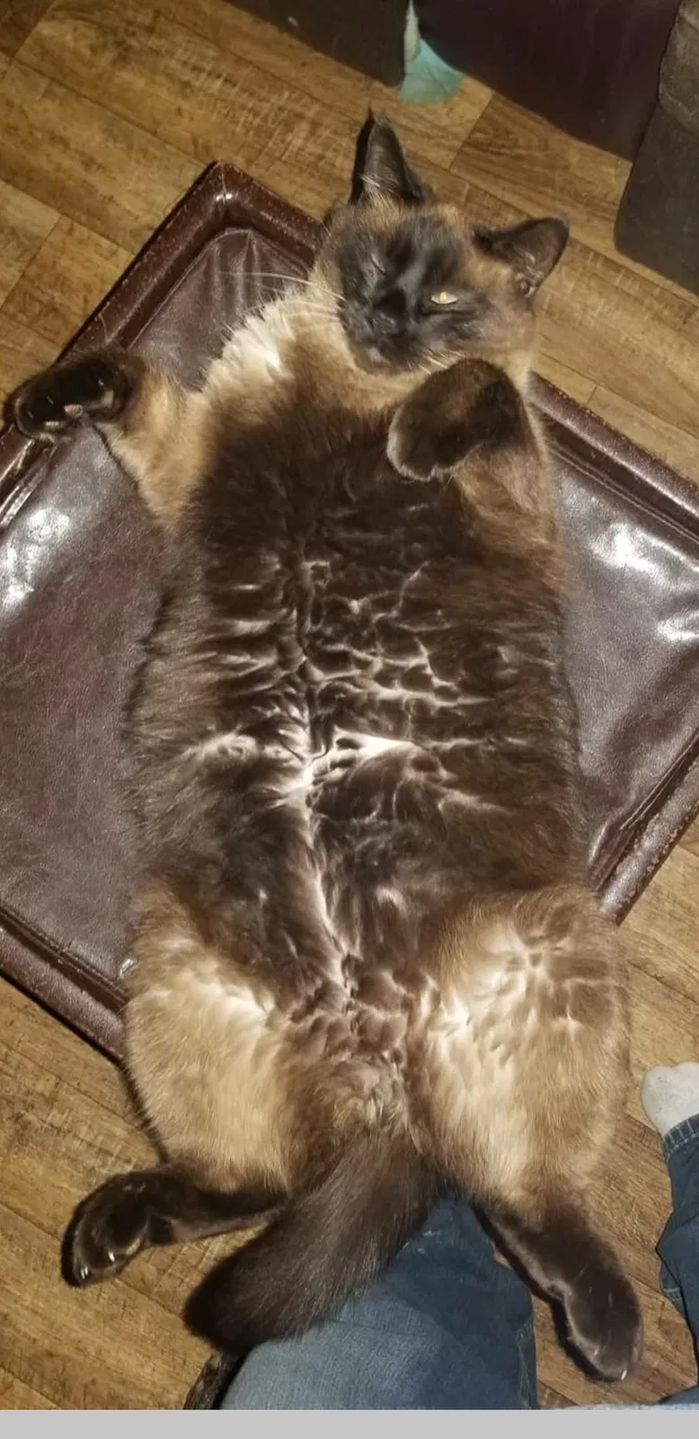 Lost cat in Inman, SC, 29349
