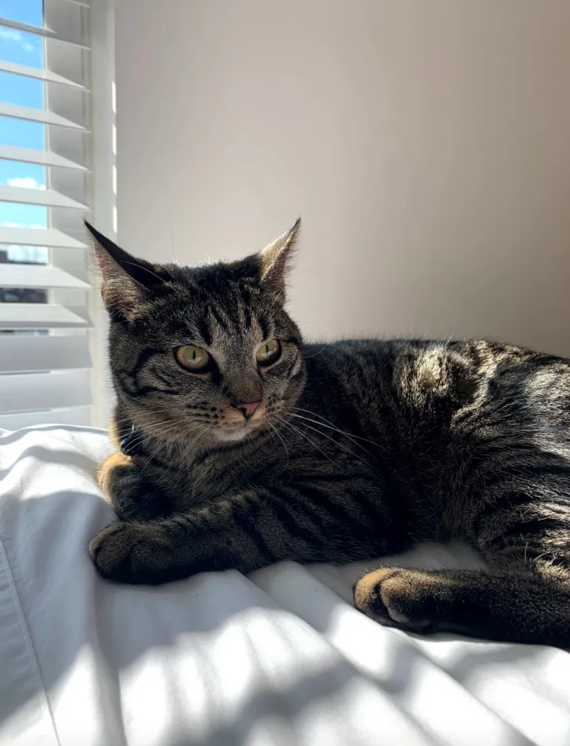 Lost cat in Clarksburg, MD, 20871