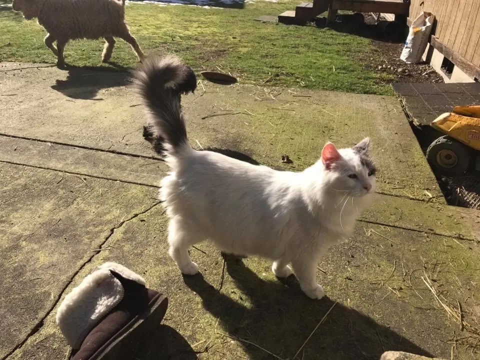 Lost cat in Graham, WA, 98338