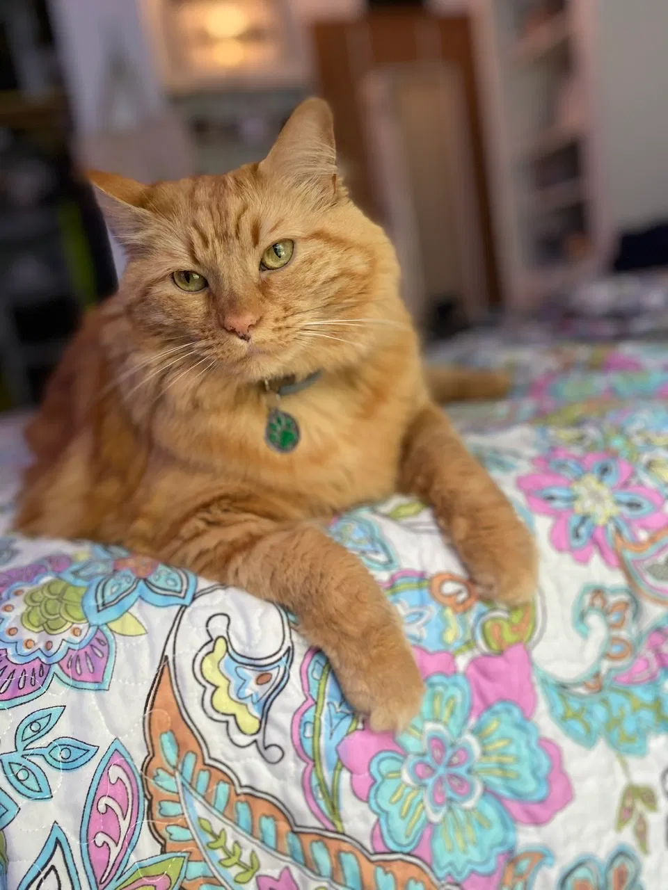 Lost cat in Tenino, WA, 98589