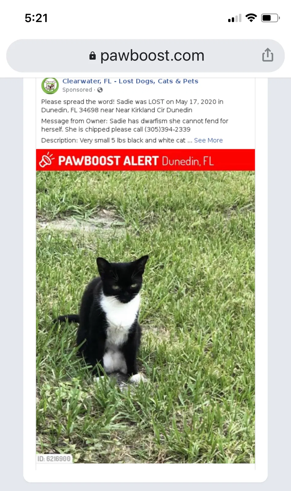 Lost cat in Dunedin, FL, 34698