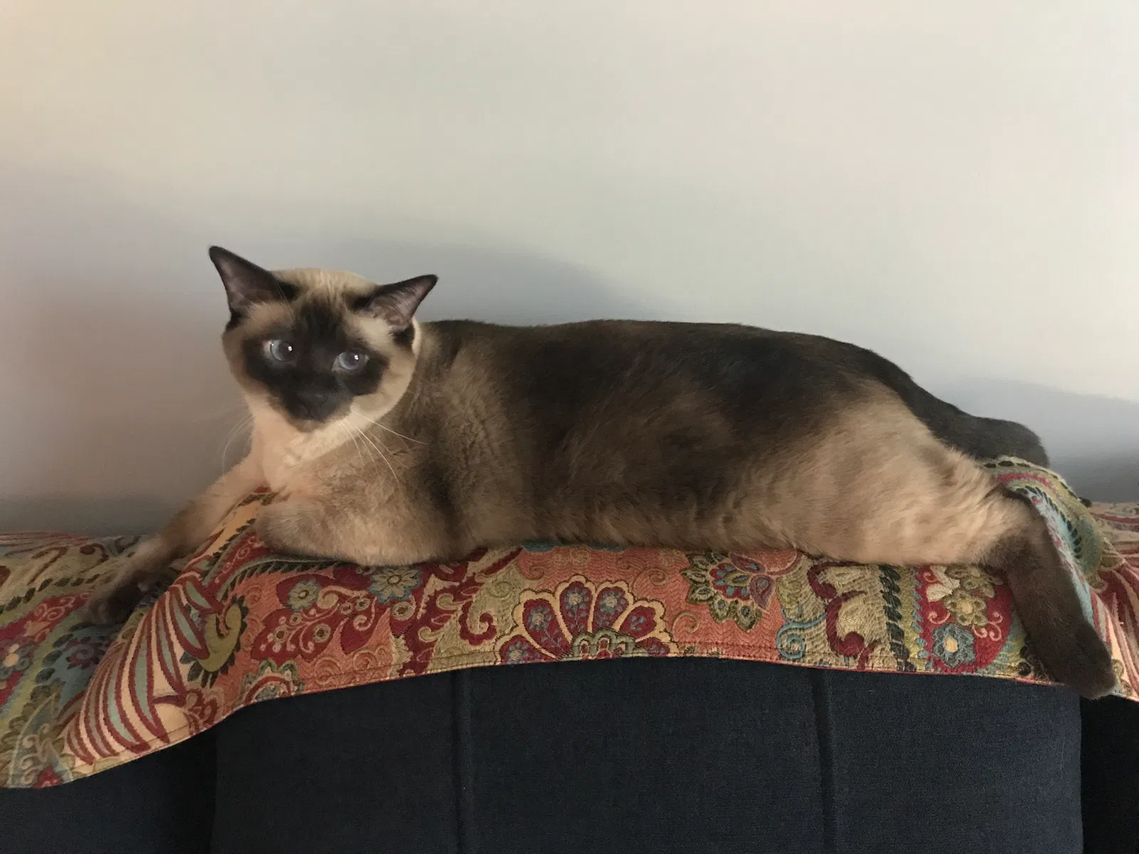 Lost cat in Plain City, OH, 43064