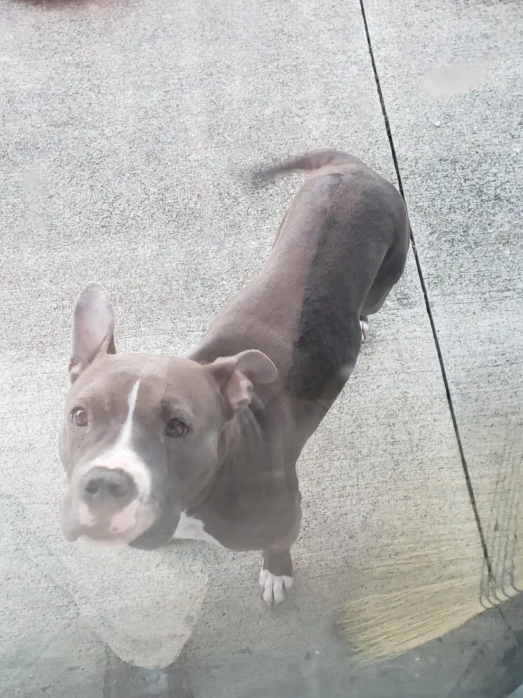 Found dog in Vandalia, OH, 45377