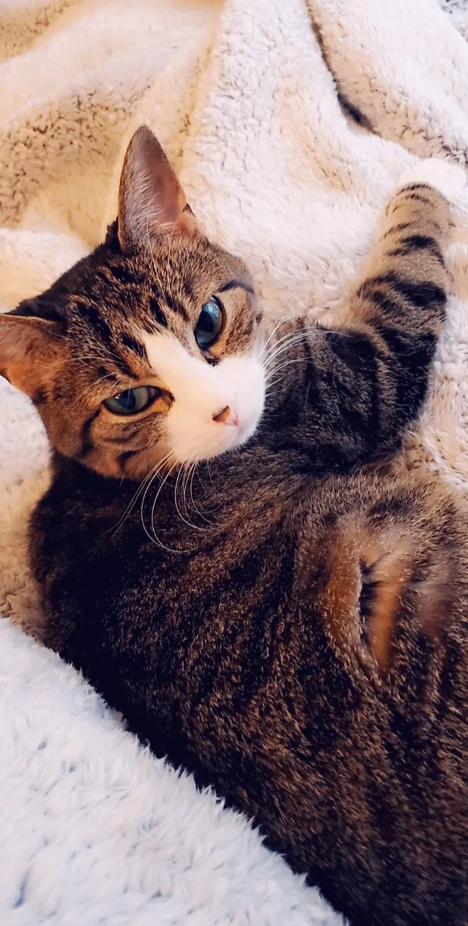Lost cat in Sun Prairie, WI, 53590