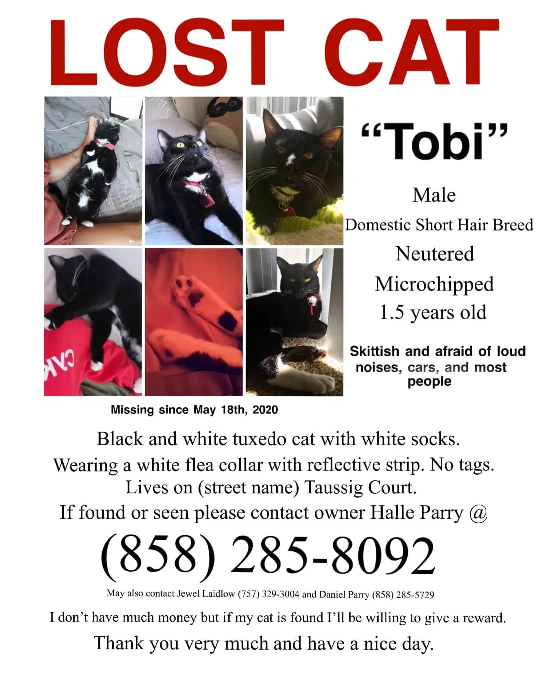 Lost cat in San Diego, CA, 92124