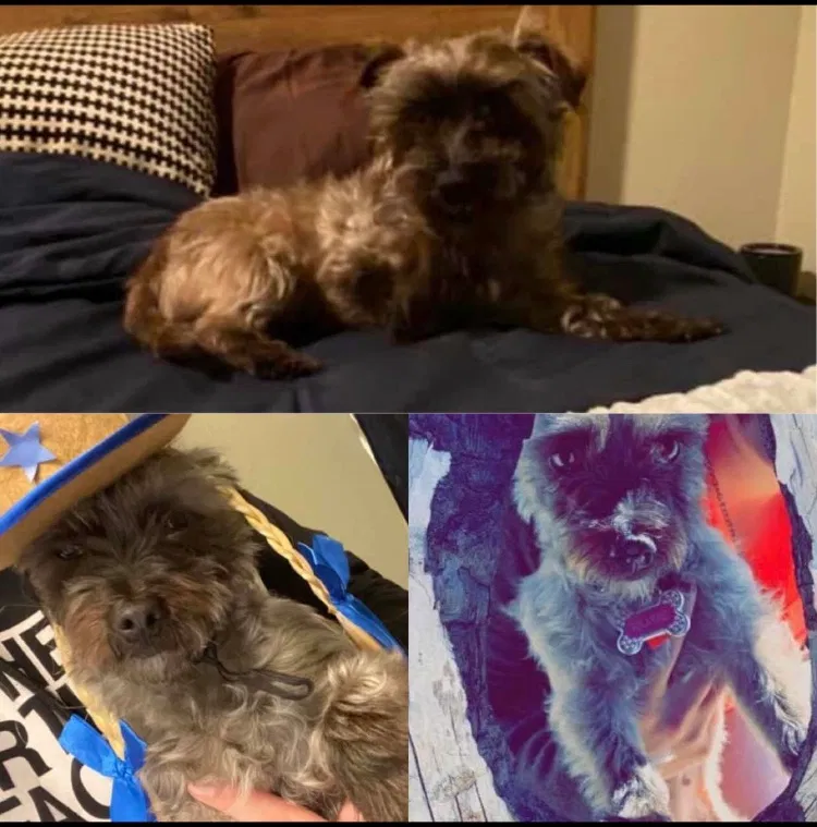 Lost dog in Salem, OR, 97305