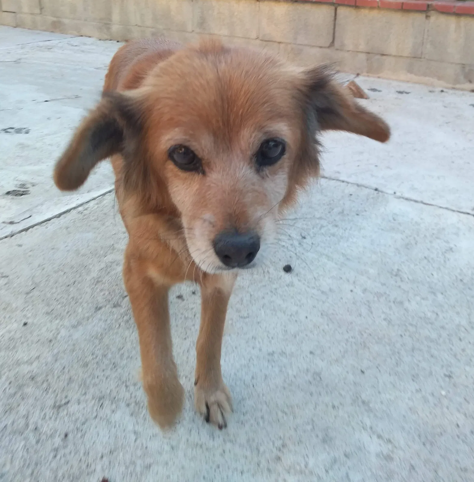 Lost dog in West Covina, CA, 91792