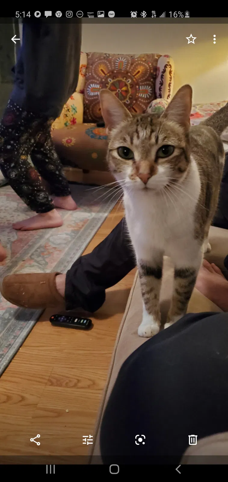 Lost cat in Antelope, CA, 95843