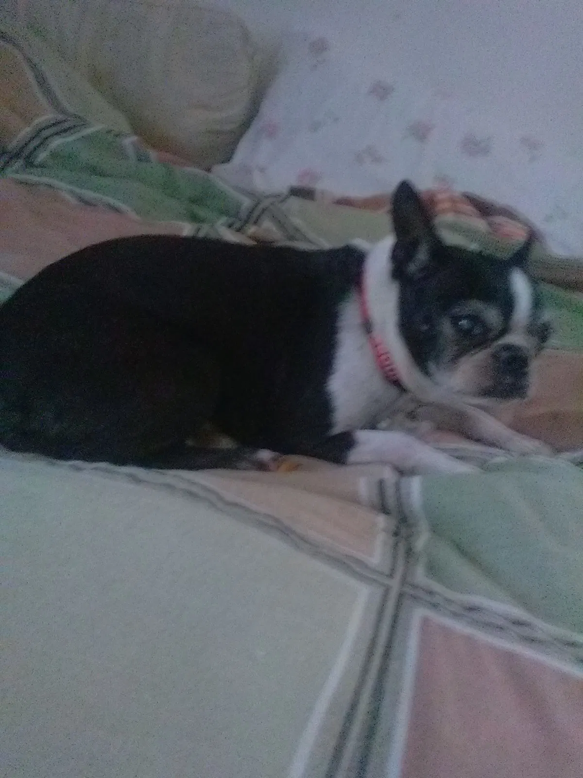 Lost dog in Columbus, IN, 47201