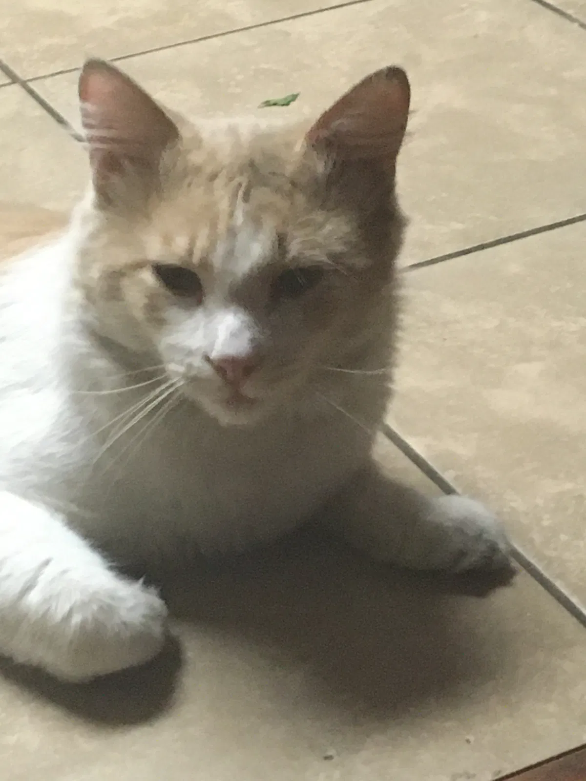 Lost cat in Sacramento, CA, 95842