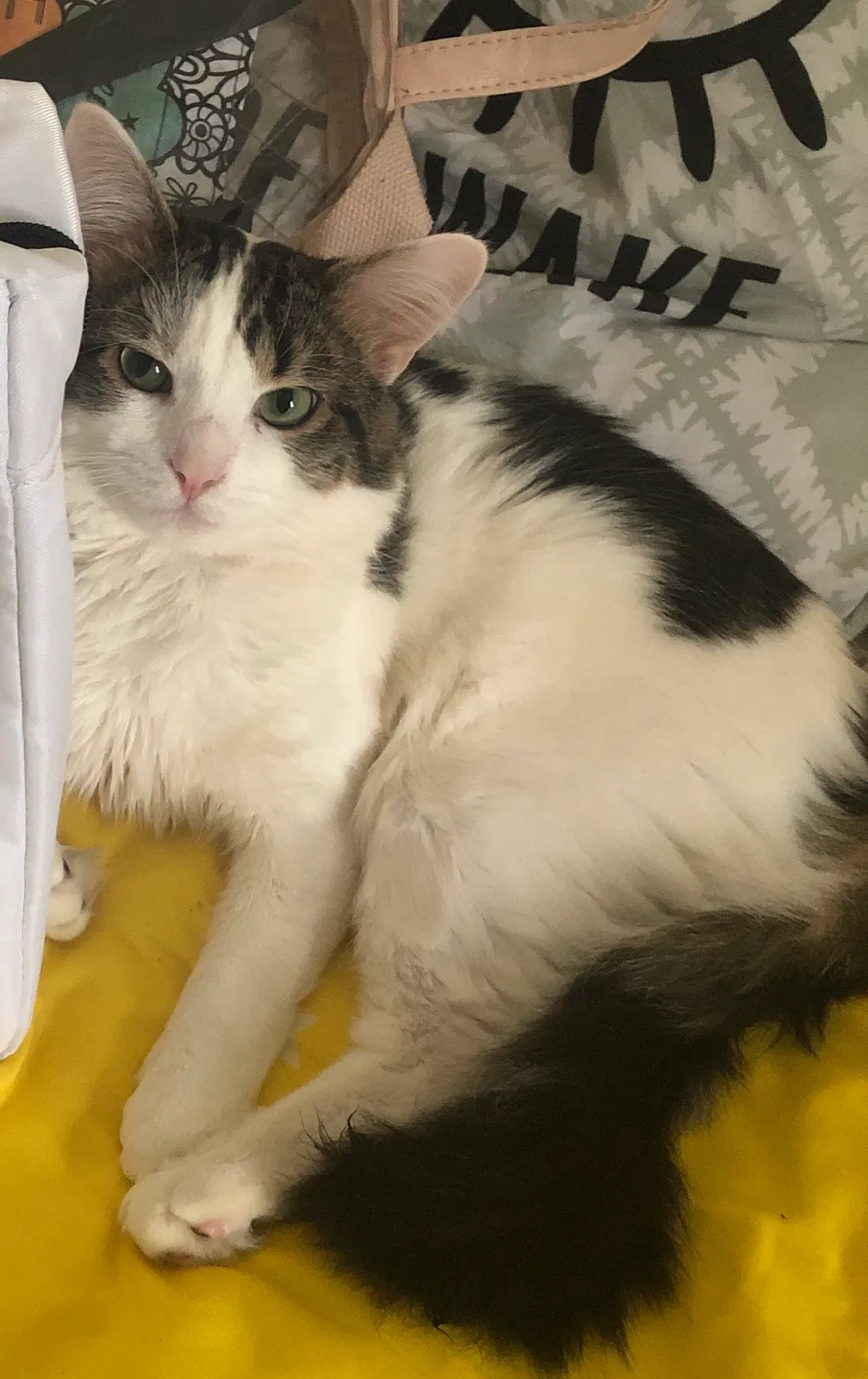 Lost cat in Richmond Hill, NY, 11418