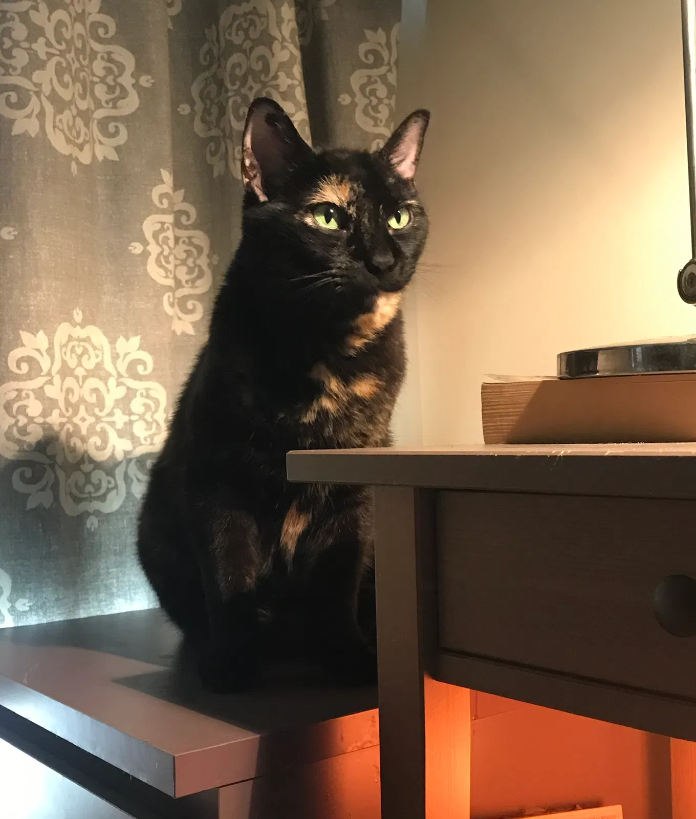 Lost cat in Astoria, NY, 11106