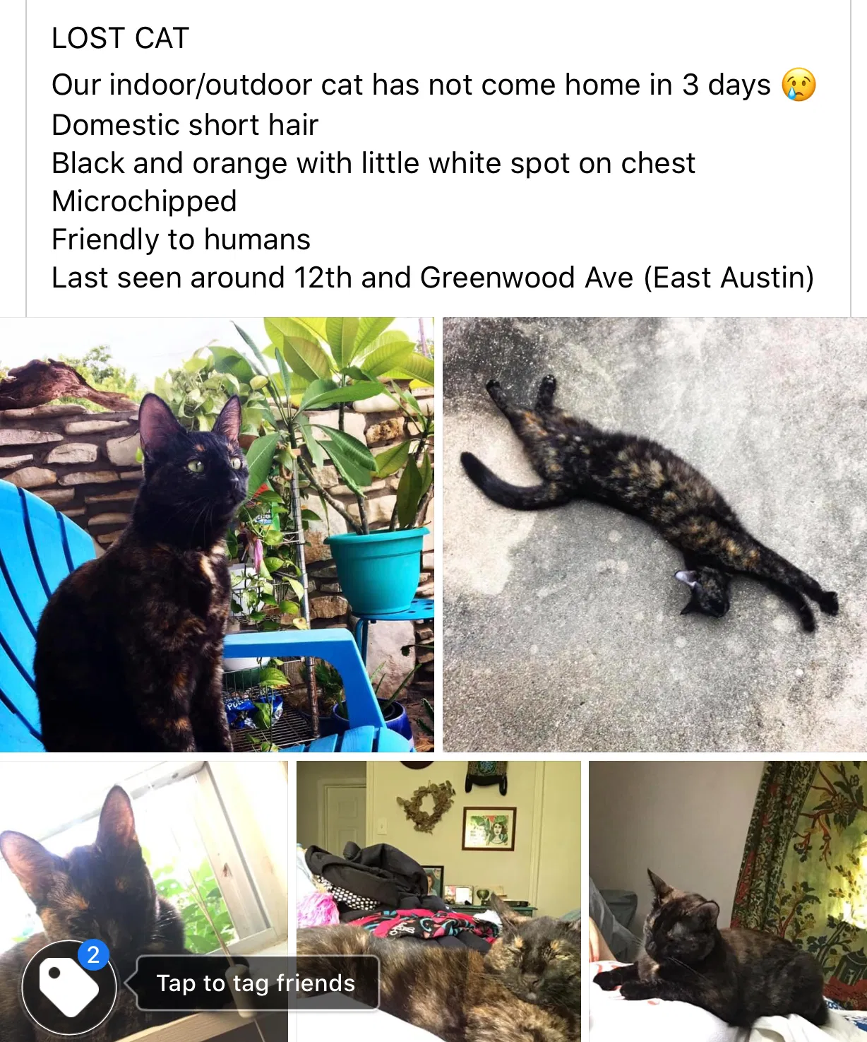 Lost cat in Austin, TX, 78721