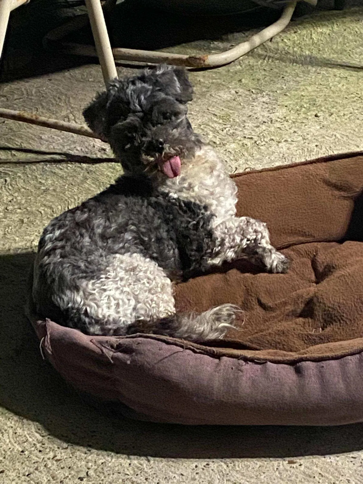 Lost dog in Brownsville, TX, 78521