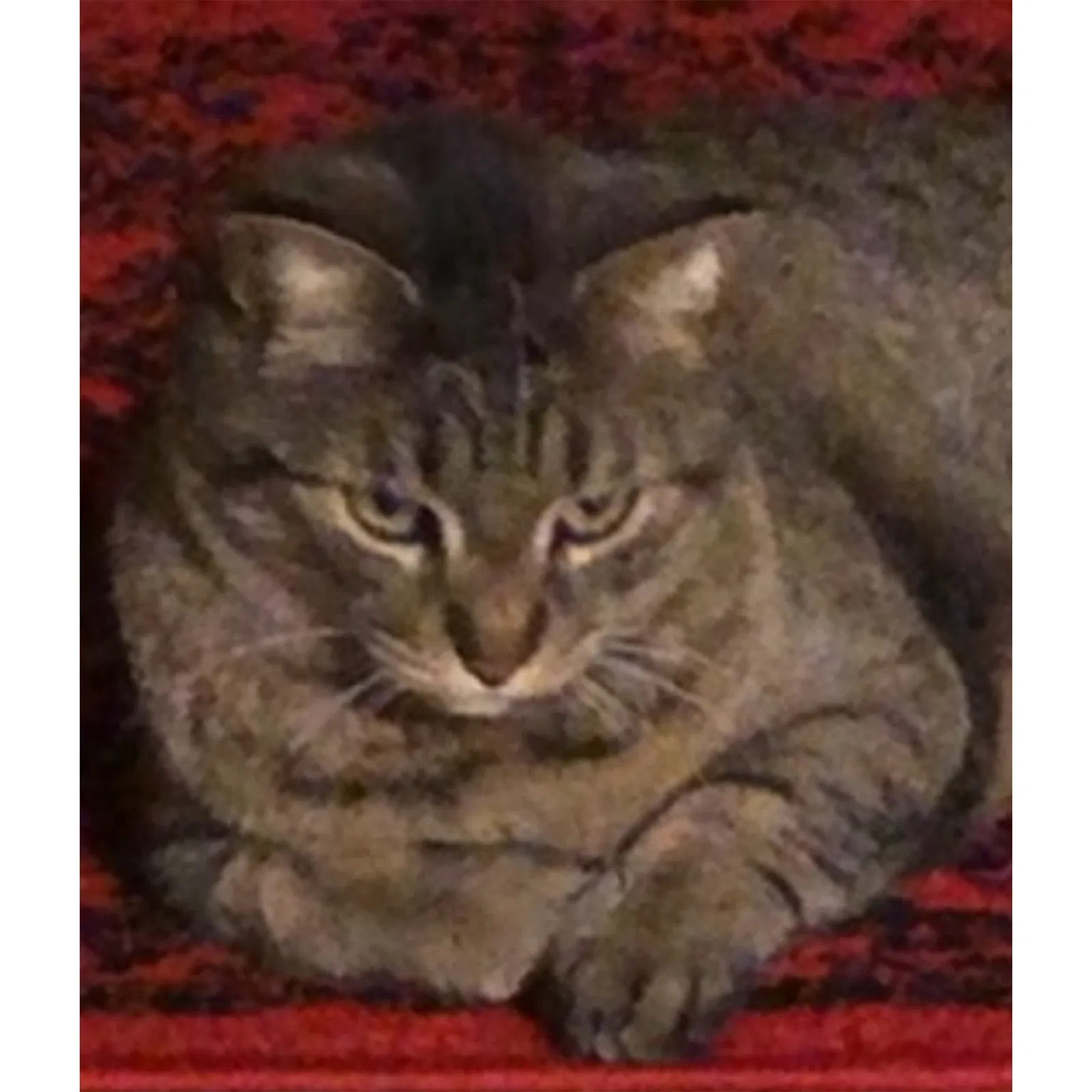 Lost cat in Las Vegas, NV, 89183