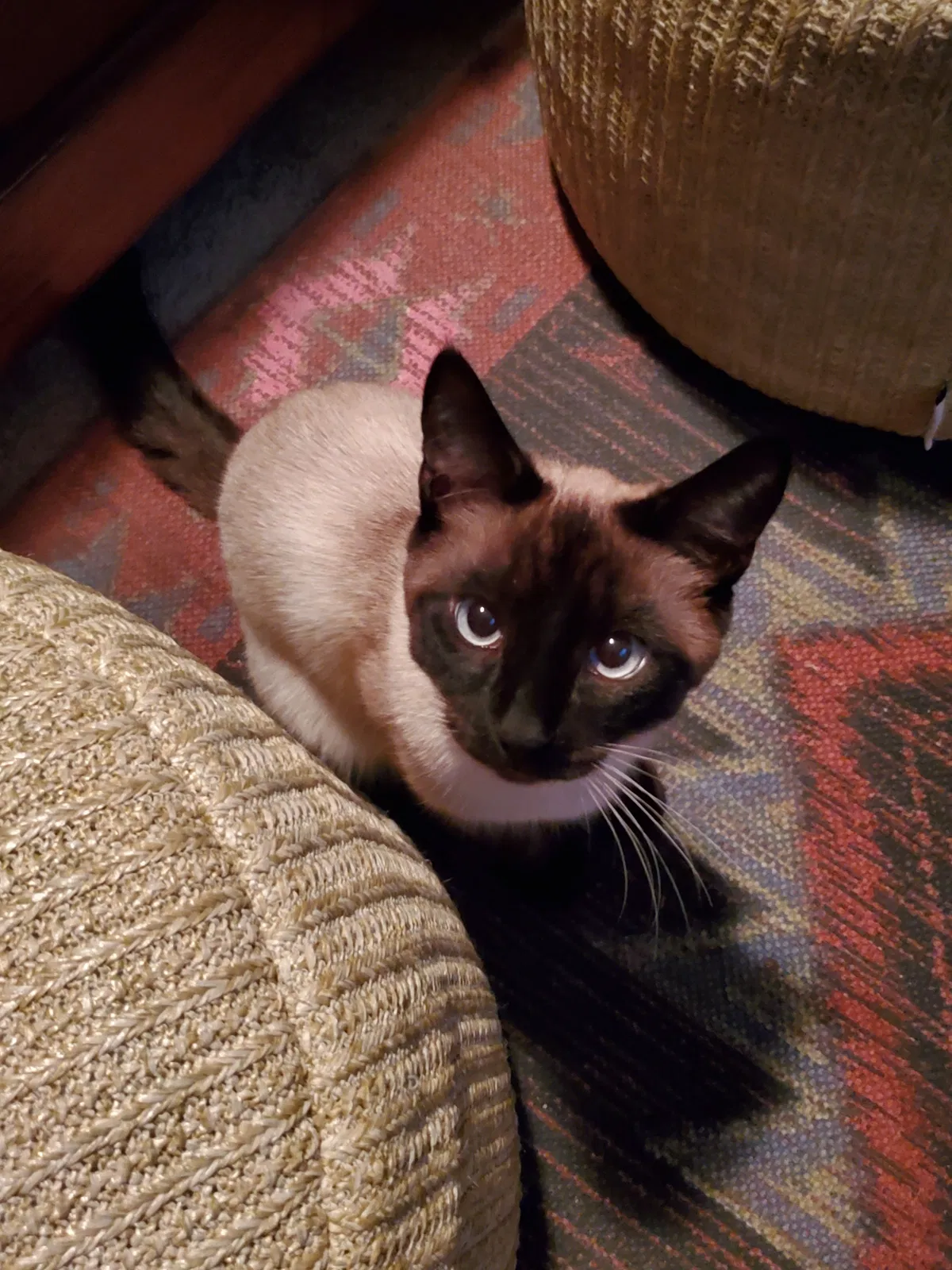 Lost cat in La Verne, CA, 91750