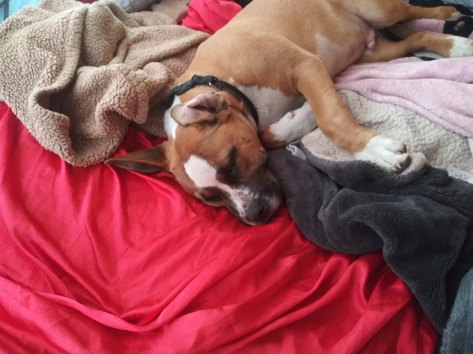 Lost dog in Stockton, CA, 95204