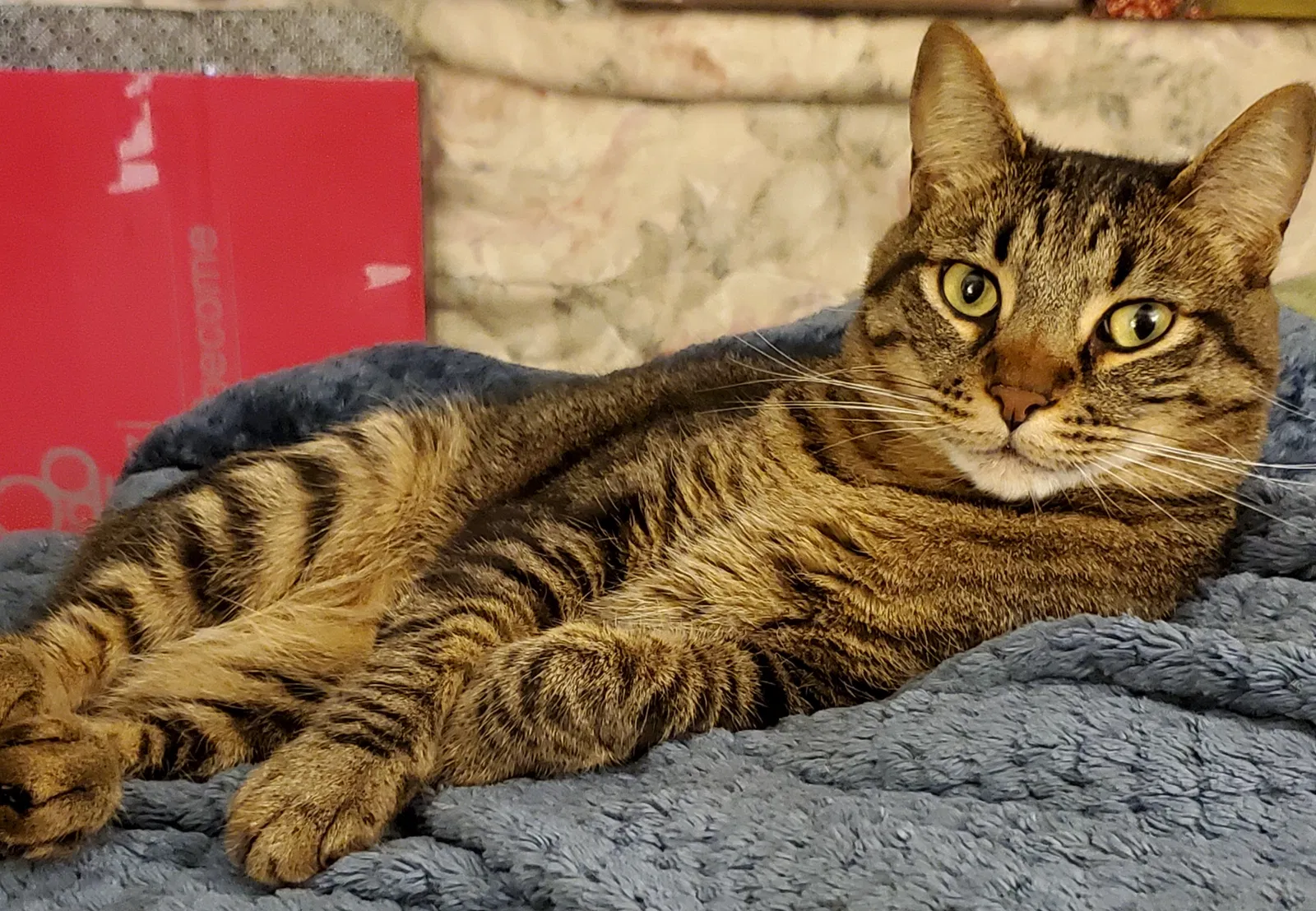 Lost cat in Poway, CA, 92064