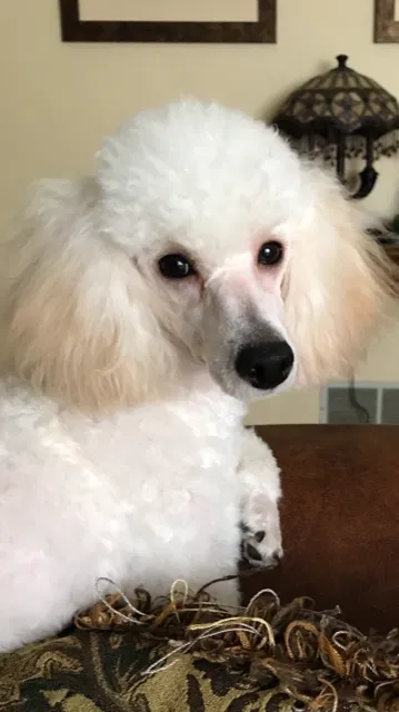 Lost dog in Oakland, TN, 38060