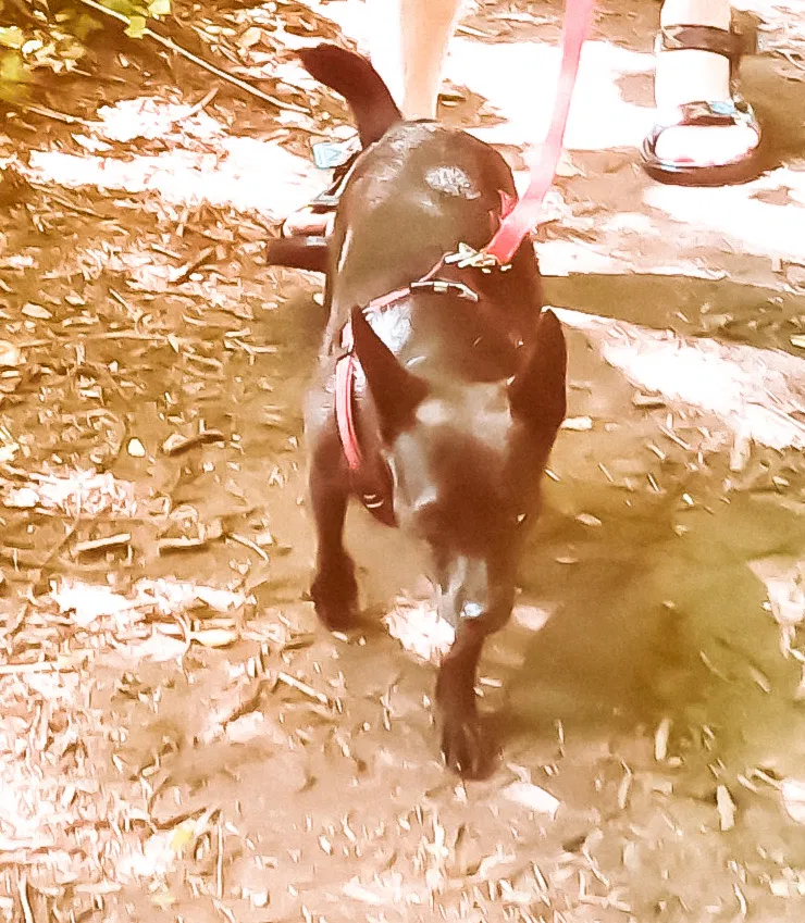 Lost dog in Atlanta, GA, 30306