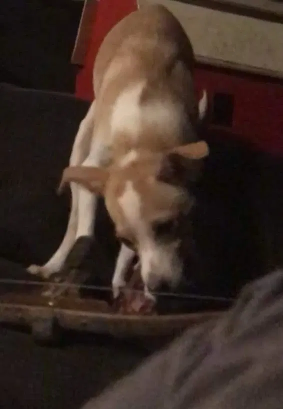 Lost dog in Jeannette, PA, 15644