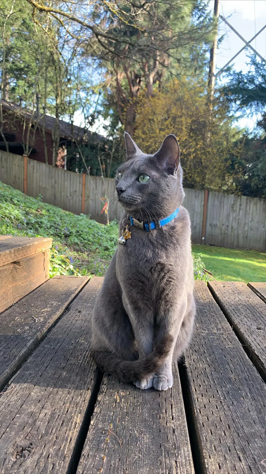 Lost cat in Bellevue, WA, 98005