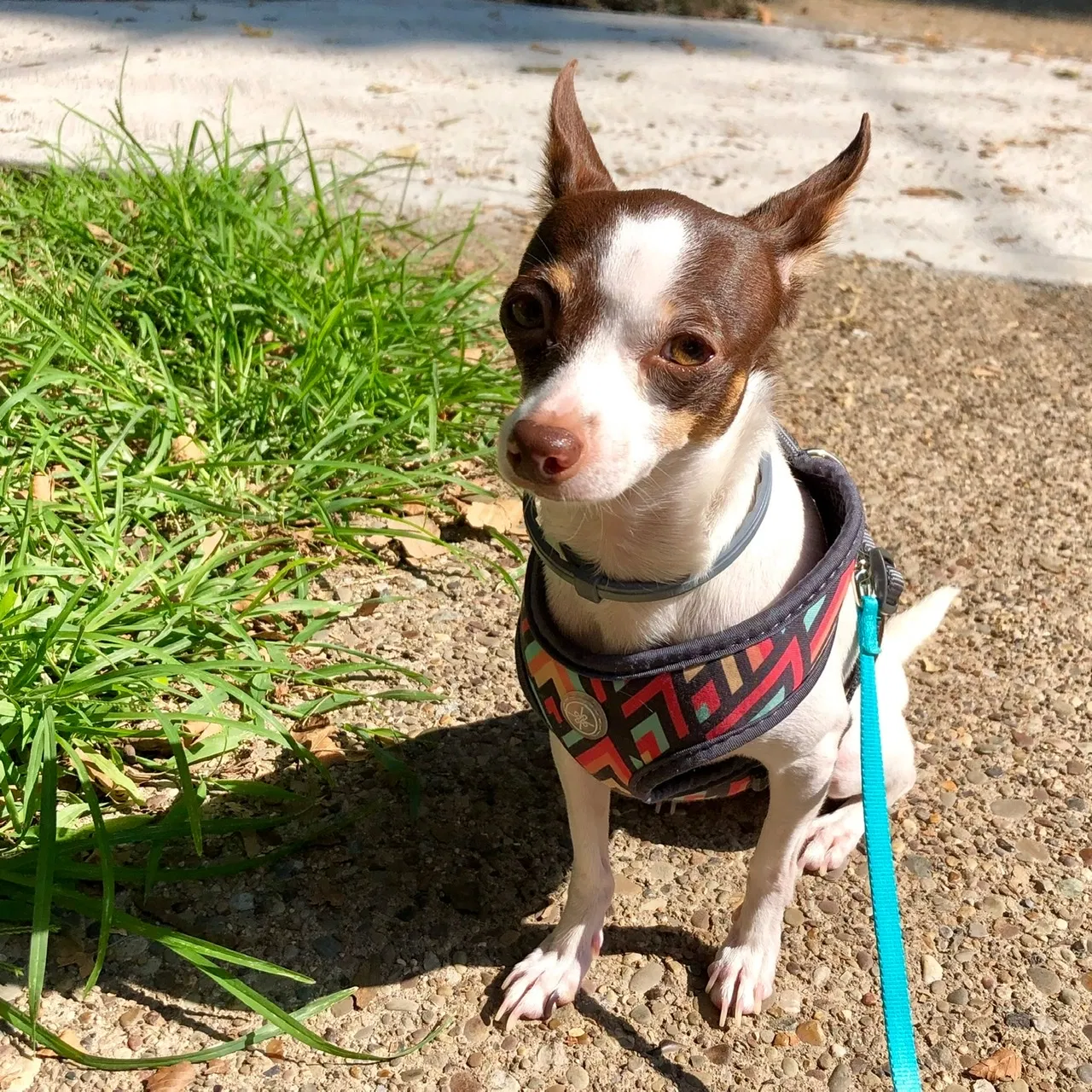 Lost dog in Pittsburgh, PA, 15202