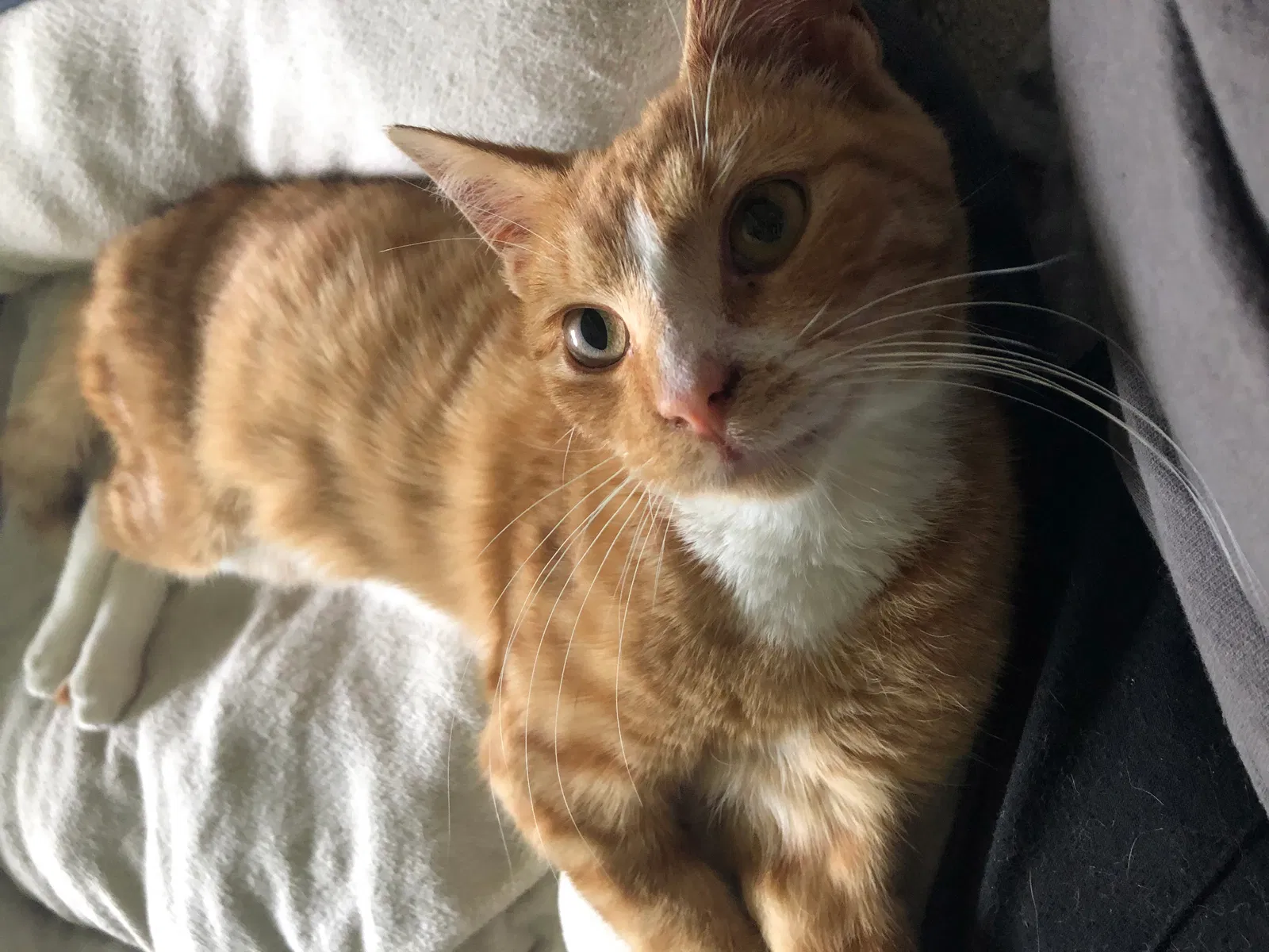 Lost cat in Cleveland, OH, 44118