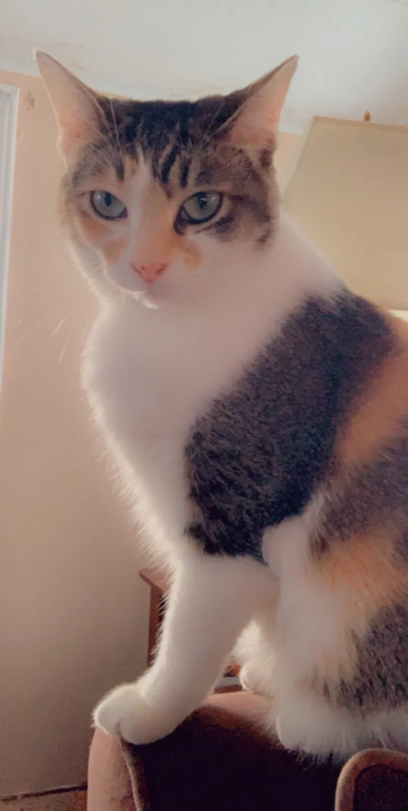 Lost cat in Belleville, MI, 48111