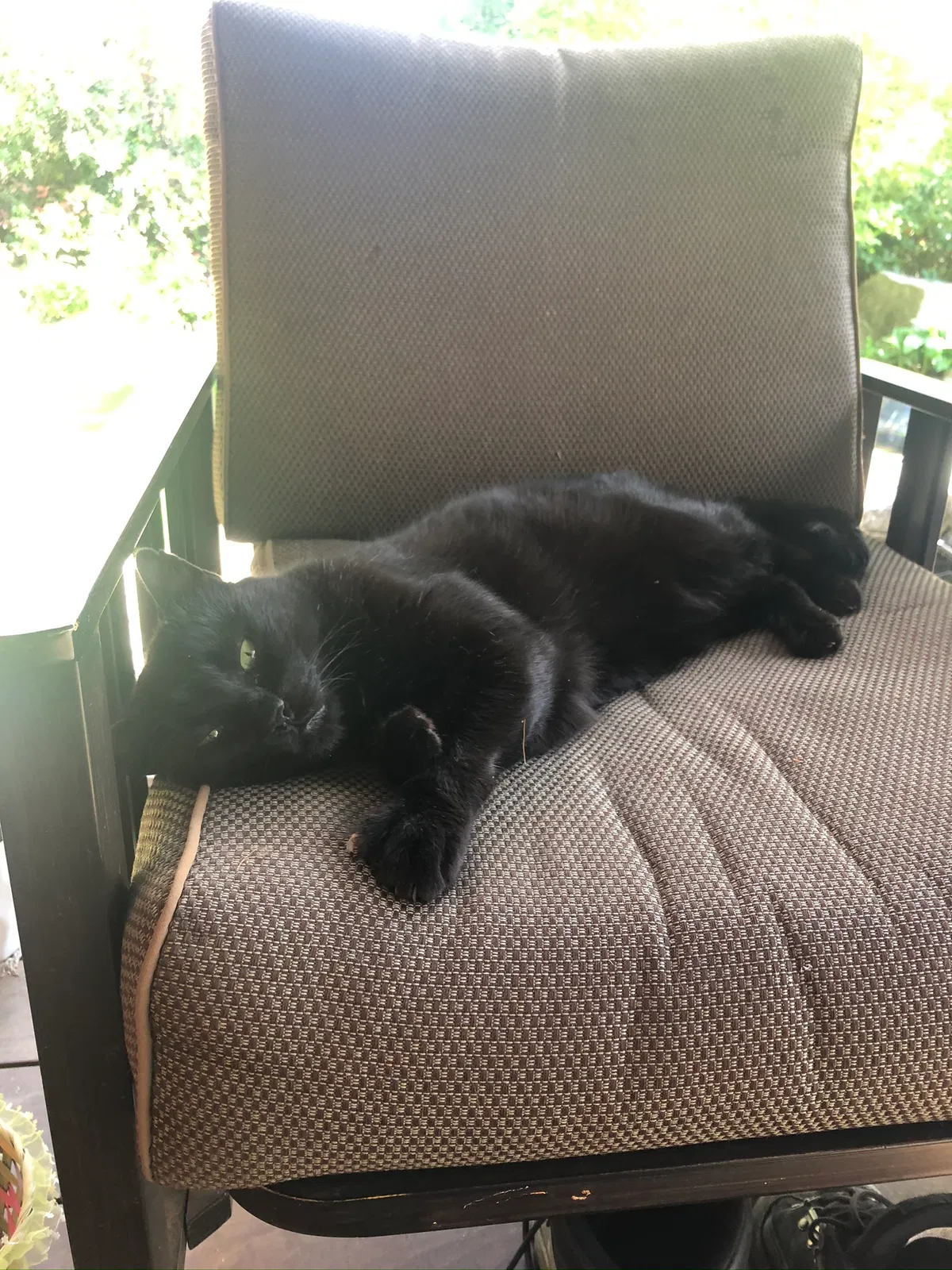 Lost cat in Redmond, WA, 98052