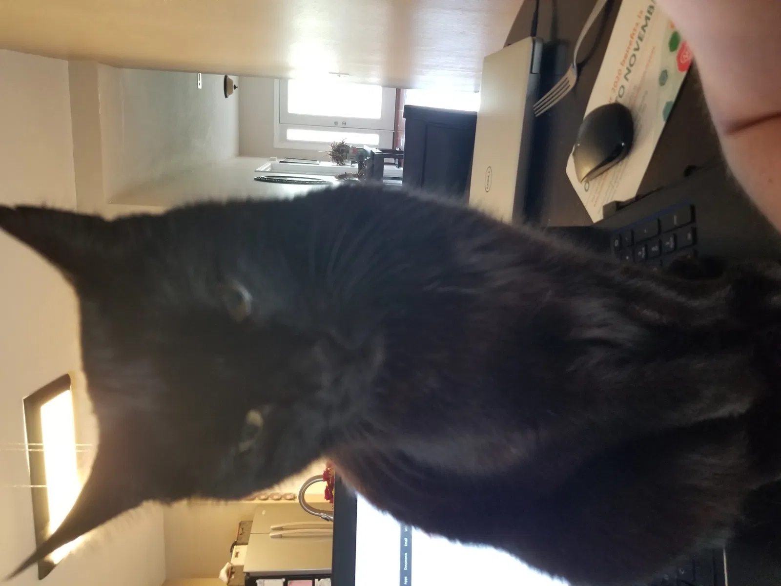 Lost cat in Milton, FL, 32571