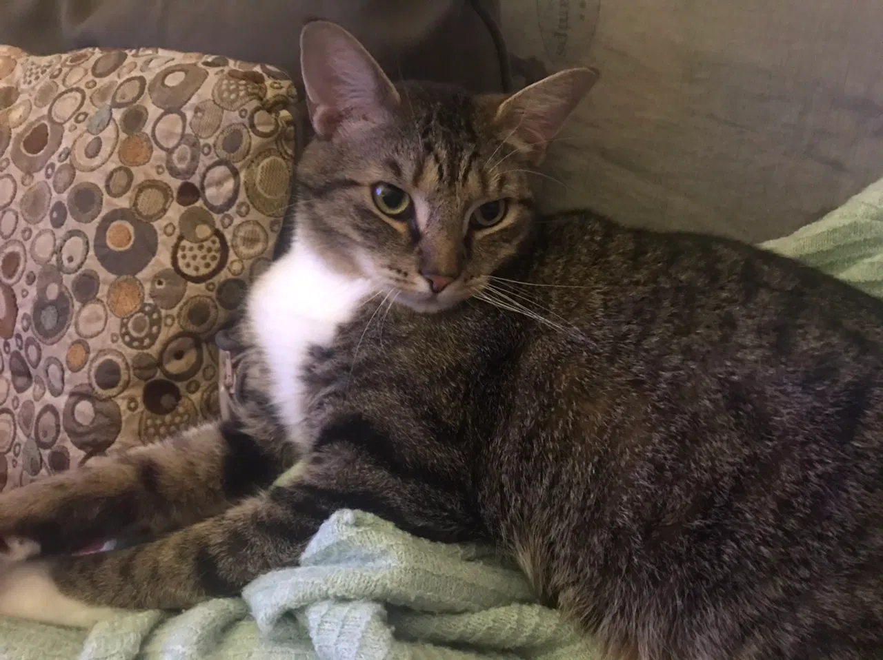 Lost cat in Greensboro, NC, 27407