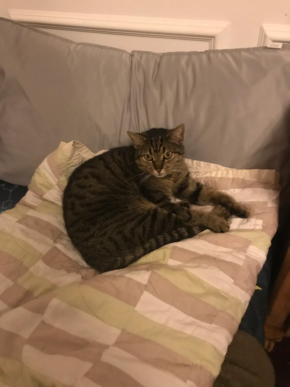 Lost cat in Madison, AL, 35758