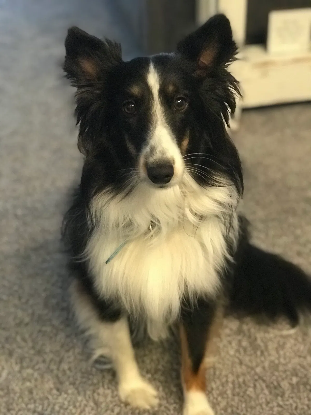 Lost dog in Fort Wayne, IN, 46804