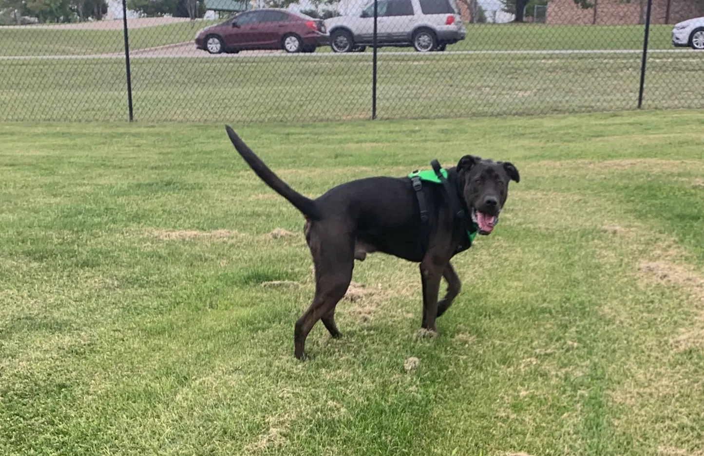 Lost dog in Killeen, TX, 76542