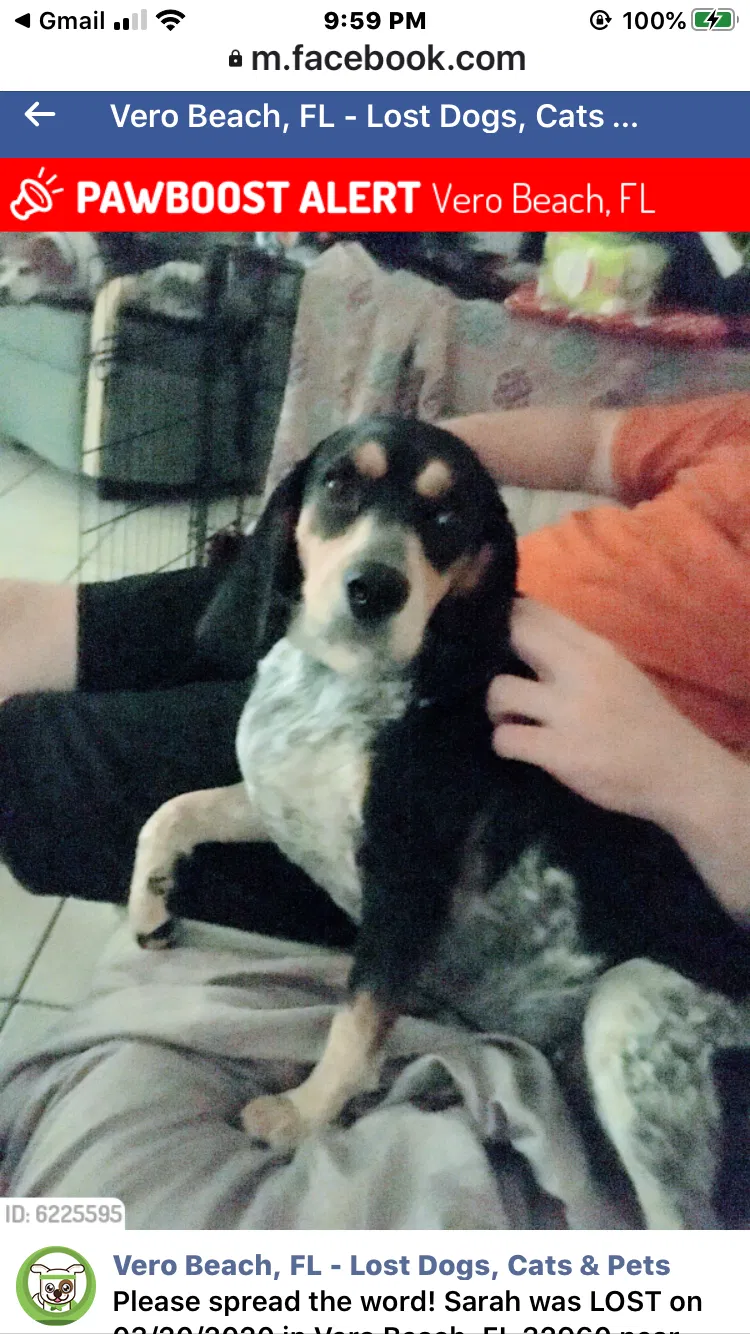 Lost dog in Vero Beach, FL, 32966