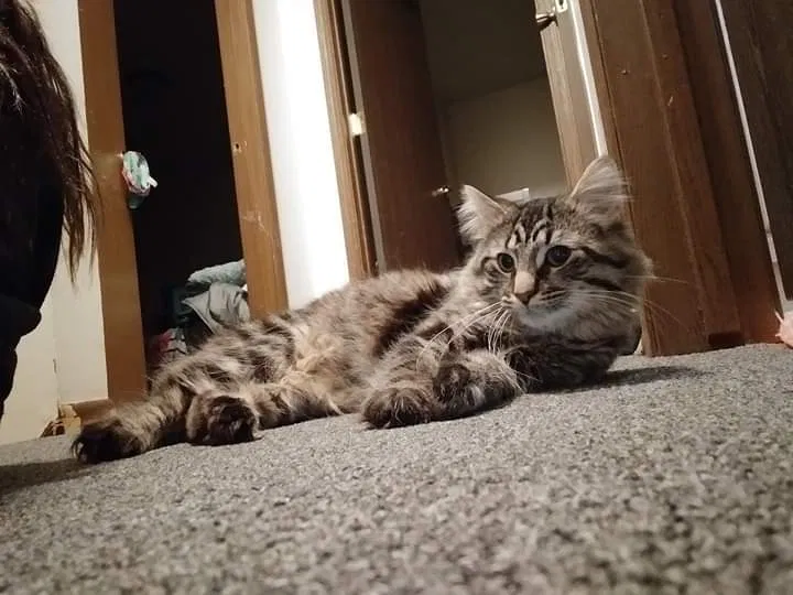 Lost cat in Toledo, OH, 43613