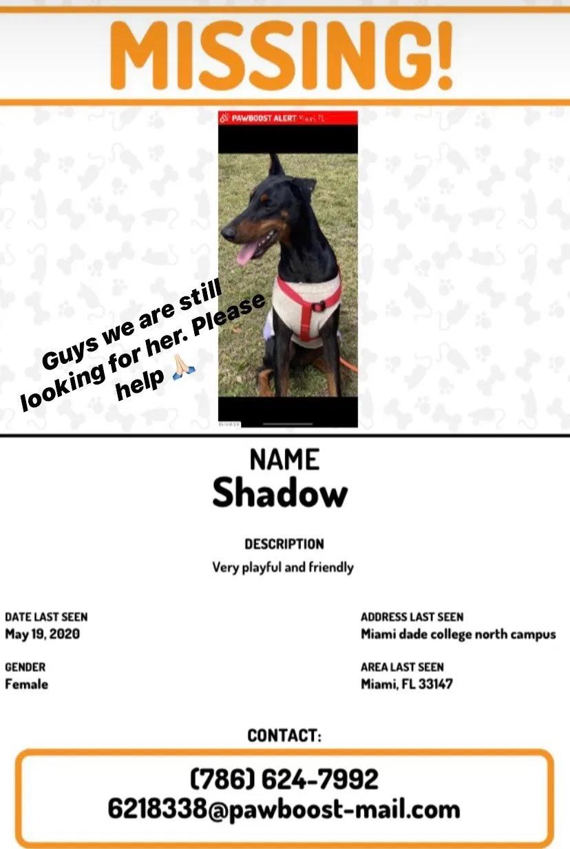 Lost dog in Miami, FL, 33147