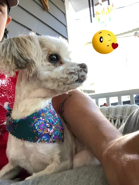 Lost dog in Wilmington, NC, 28401