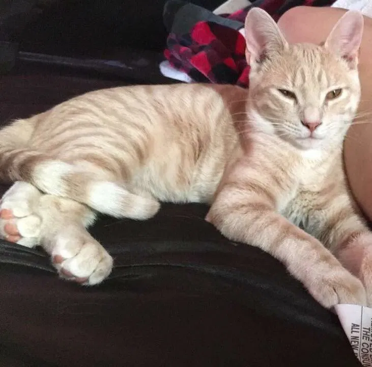 Lost cat in Rogers, AR, 72756