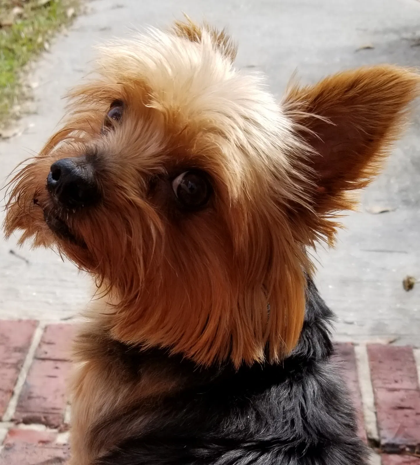 Lost dog in Daphne, AL, 36526