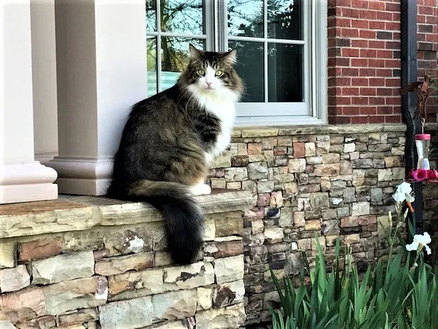 Lost cat in Dawsonville, GA, 30534