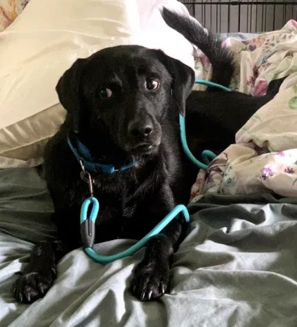 Lost dog in South Beloit, IL, 61080