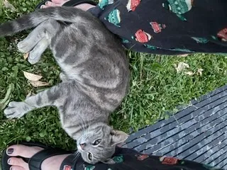 Lost cat in Ooltewah, TN, 37363