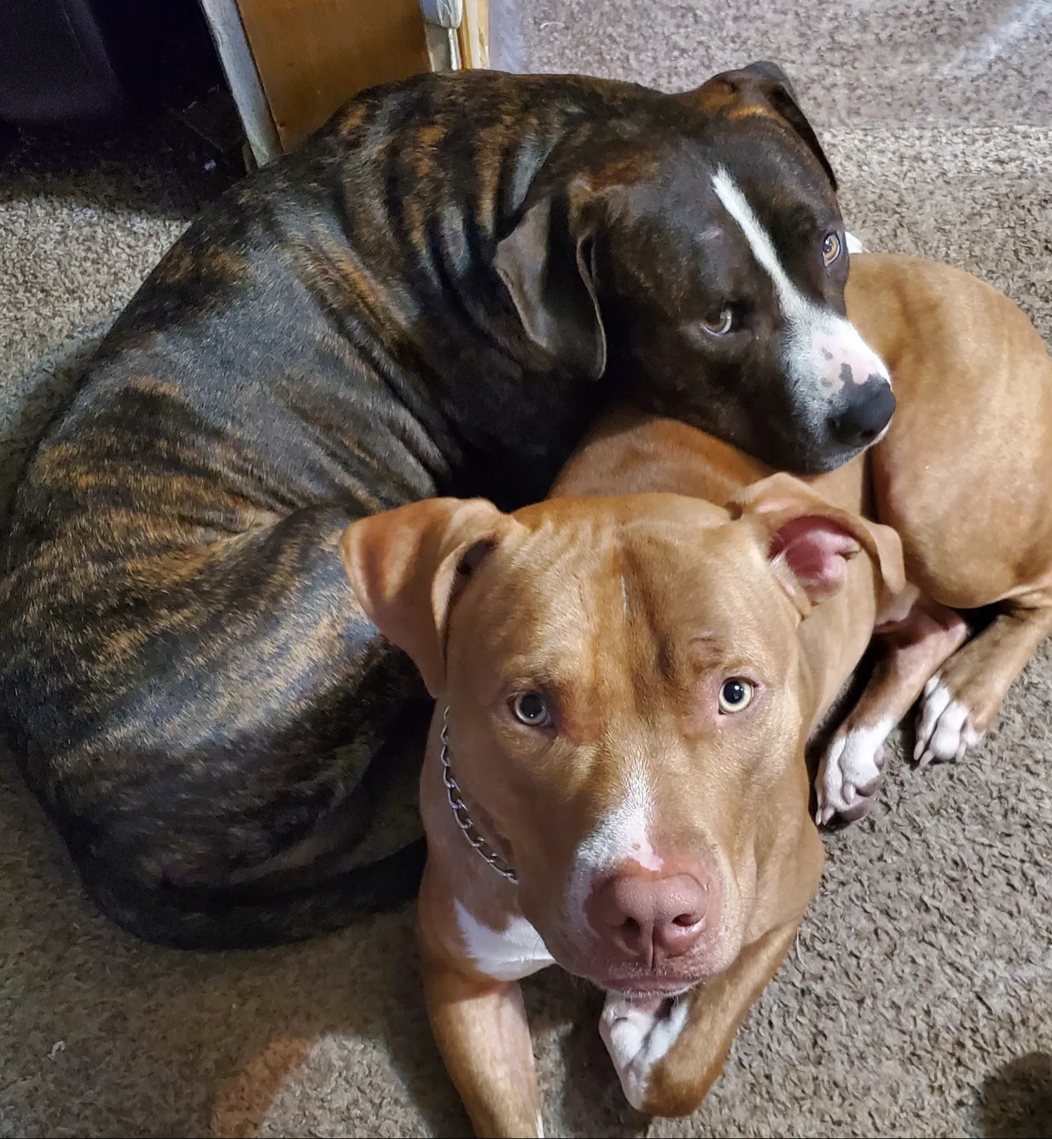 Lost dog in Bayboro, NC, 28515