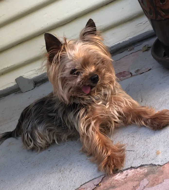 Lost dog in Tracy, CA, 95376