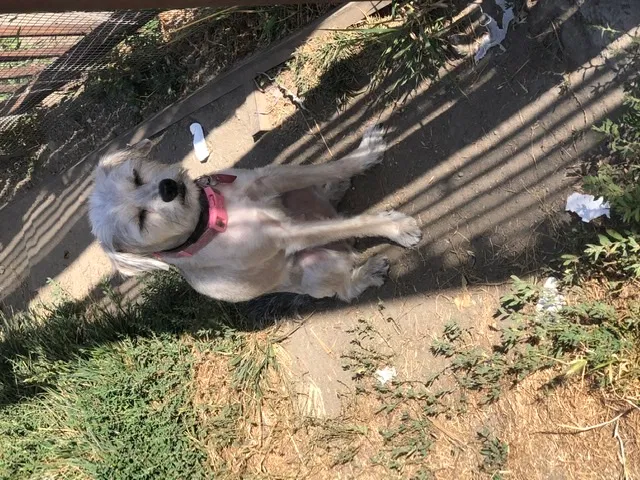 Lost dog in Los Angeles, CA, 90059